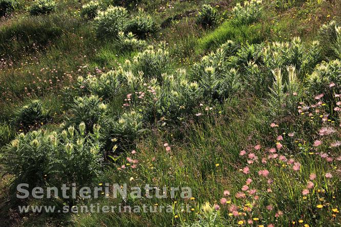 02-Cardi fioriti alla sella del Brunech