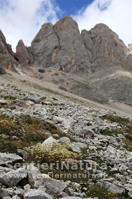 15-Sassifraghe sui ghiaioni del Formenton