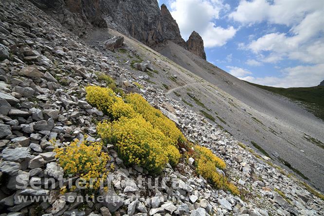 19-Sassifraga gialla sui ghiaioni del Col Ombert