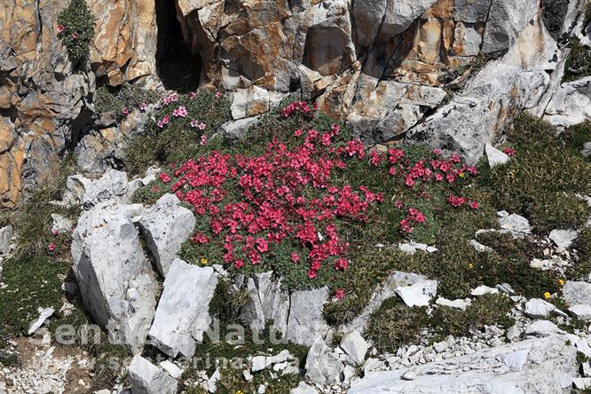 03-Potentilla rosa sui ghiaioni del Sella