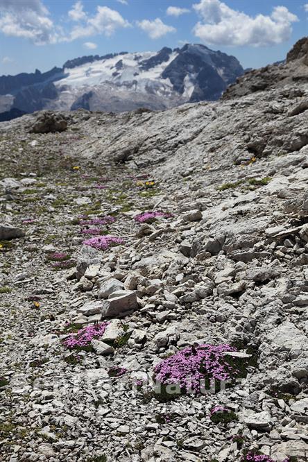 11-Cuscinetti di Silene acaule sulle ghiaie del Sella