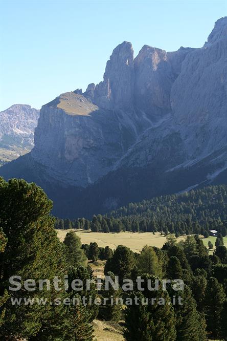 02-Rado bosco di larici e cembri