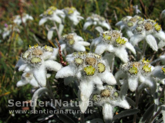 14-Fioritura di stelle alpine