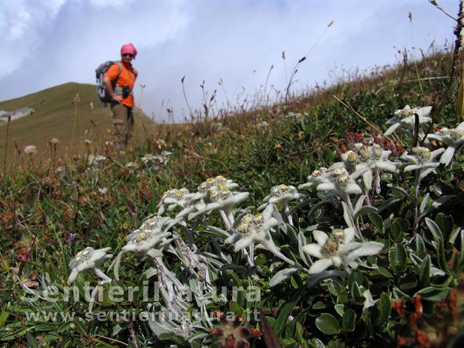 15-Prati fioriti sulla cresta del Redentore