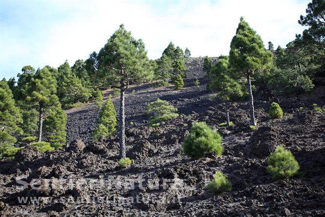 04-Pini canari sul terreno lavico - Ruta de los Volcanes