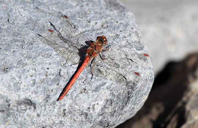 13-Libellula sulle pietre scaldate dal sole - Barranco de las Angustias