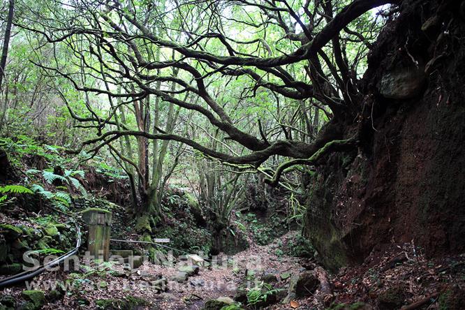 06-Il bosco di Laurisilva si protende sopra la Caldera del Agua - da La Zarza a Don Pedro