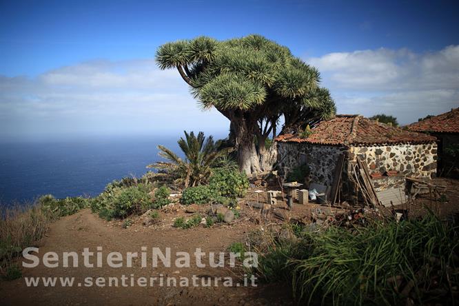 10-Vecchio casolare con dracena - da Don Pedro a El Tablado