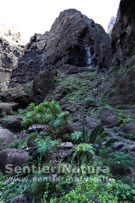 12-Vegetazione rigogliosa nel barranco di Masca