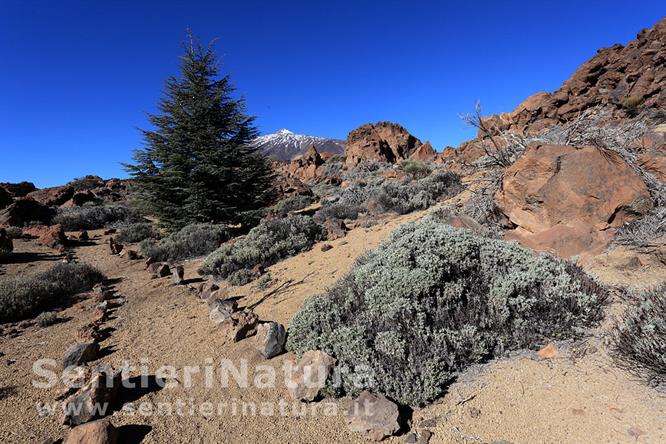 05-La rada vegetazione della caldera del Teide