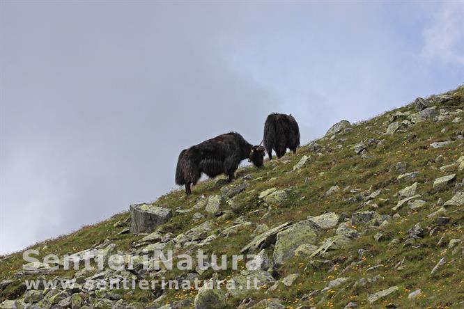 18-Yak (?) al pascolo