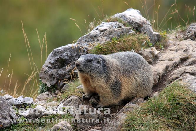 01-Marmotta presso il passo di Valparola