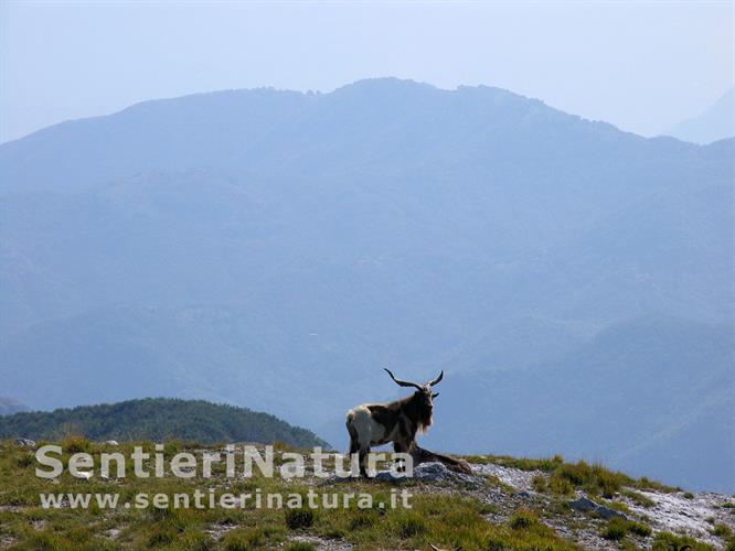 16-Animali al pascolo poco sotto la vetta del Sumbra