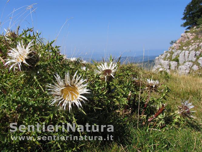 11-Fioriture tardo estive sulle praterie sommitali della Pania di Corfino