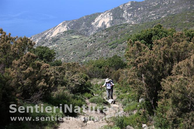 14-Il sentiero si alza tra le eriche verso La Tavola