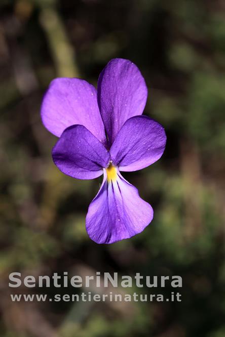 19-Viola in fiore presso La Tavola