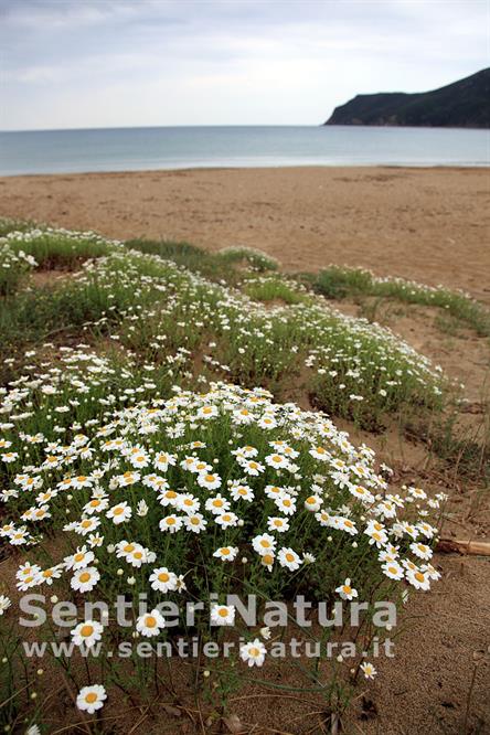 03-Camomilla in fiore presso la spiaggia di Lacona