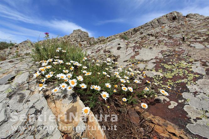 08-Fioriture sulla cresta del monte Strega