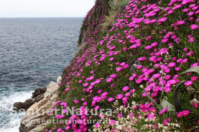 10-Fioriture di Carpobrotus  arrivano fino sul mare