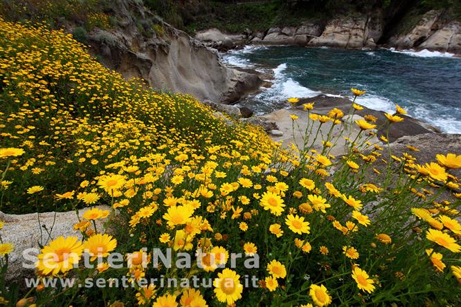 13-Fioriture lungo il sentiero costiero per S.Andrea