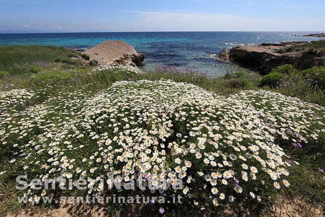 06-Fioriture sulla costa orientale di Pianosa