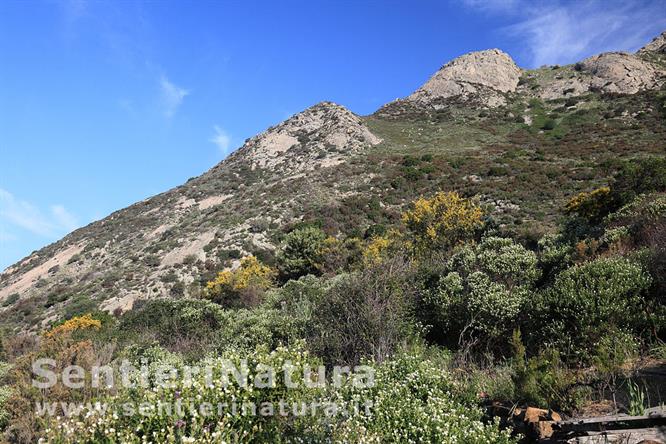 02-La macchia mediterranea ricopre le pendici del Monte San Bartolomeo sopra Pomonte