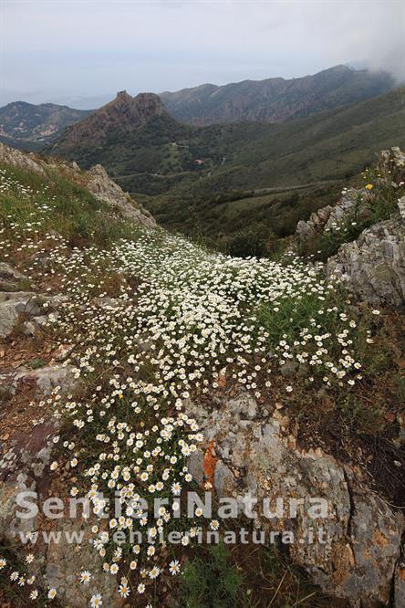 11-Il Volterraio dalla Cima del Monte