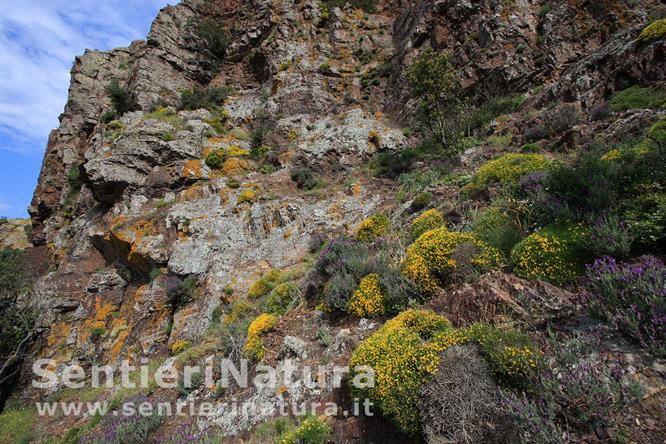 02-Le ginestre si abbarbicano sulle rocce