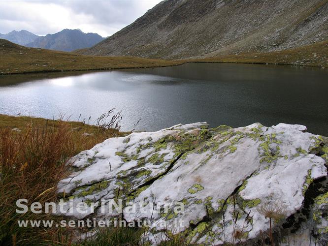 09-Lichene geografico sulle sponde dei Seeberg Seen