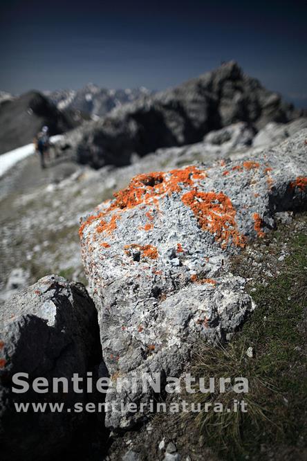 05-I licheni colorano le rocce sommitali del Piz Lad