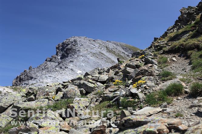 09-L'ambiente nei pressi della sella di quota 2745 