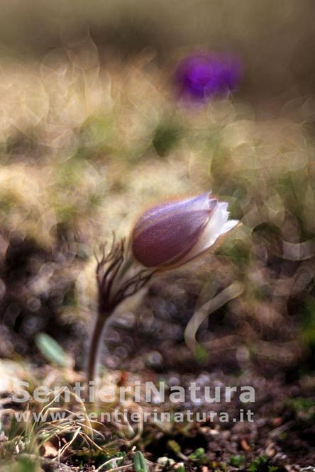 11-La bellissima Pulsatilla vernalis