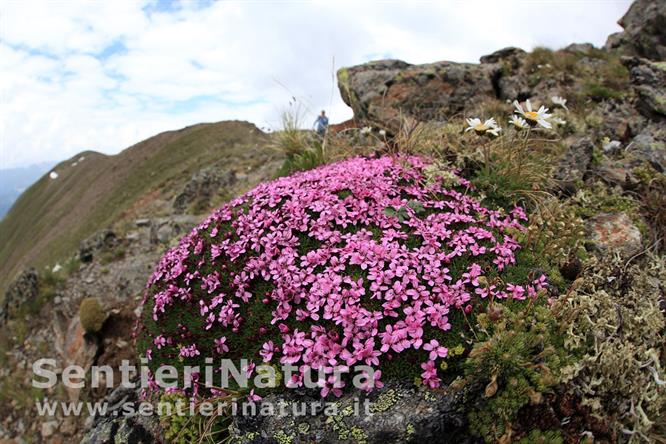 10-Cuscinetti di silene acaule