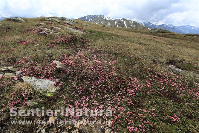 07-Tappeti di azalea alpina sotto la vetta del Piz Chavalatsch