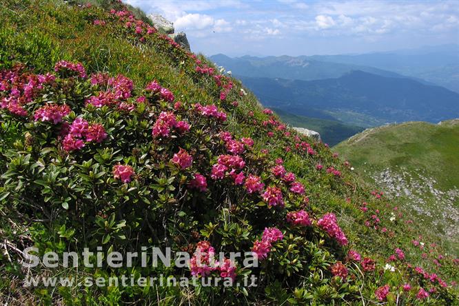 12-Rododendri fioriti lungo il crinale