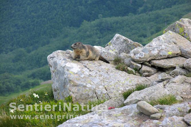 13-Marmotta presso la vetta del Libro Aperto