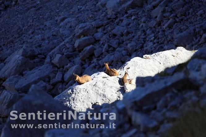 10-Camosci appenninici sulle rocce illuminate