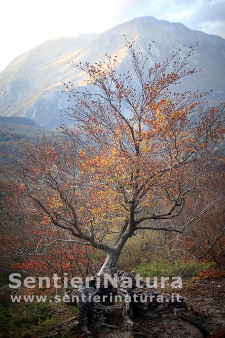 06-Faggio in abito autunnale con lo sfondo del Marsicano