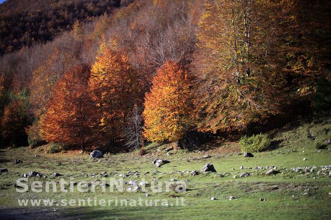 02-Faggi in val Fondillo