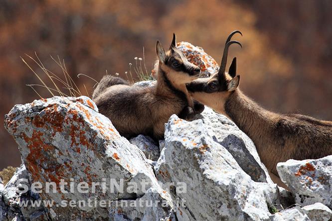 10-Mamma e cucciolo di camoscio appenninico