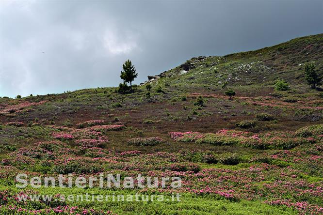 15-Pendii a rododendri lungo il sentiero di rientro