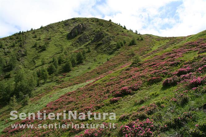 04-Splendide fioriture sulle pendici del monte Luta