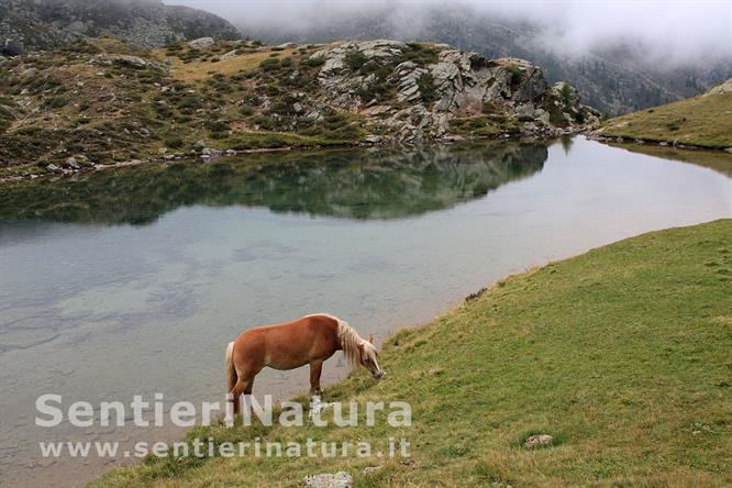 16-Il piccolo lago della ObereWeissbrunnalm
