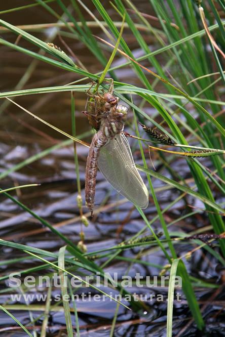 03-Libellula passa allo stato adulto