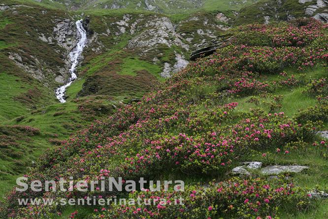 21-Nell'orizzonte dei rododendri