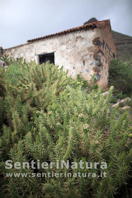 16-Arbusti spinosi invadono vecchi insediamenti