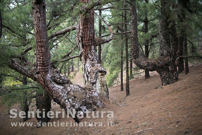 02-Maestosi pini canari nella prima parte del sentiero