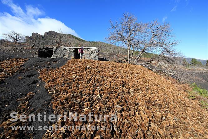 14-Ricci di castagne presso il Refugio de las Arenas