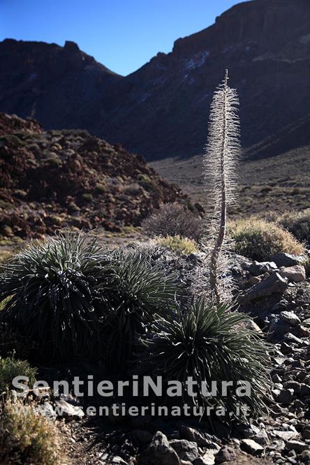 05-Fioritura della scorsa stagione di Echium wildpretii