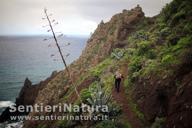 12-La vegetazione sulla costa di Anaga